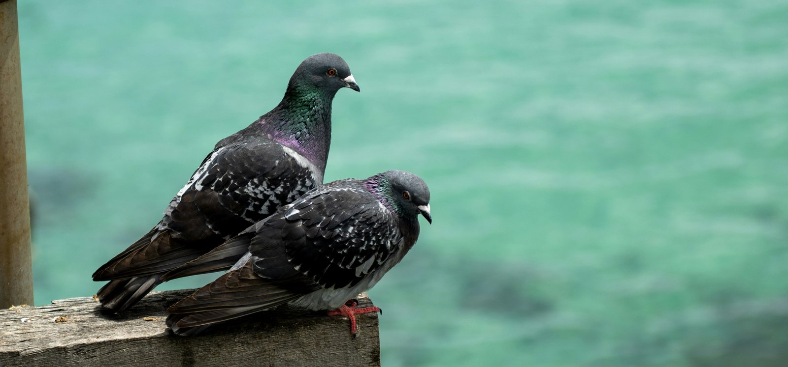 Pigeon